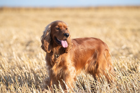 A beautiful cocker spaniel plays on the field.