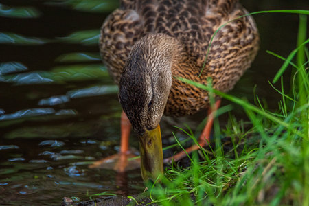 A wild beautiful duck is swimming in the pond.