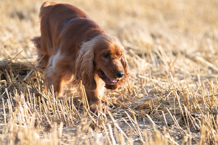 A beautiful purebred cocker spaniel plays in an autumn field.の写真素材