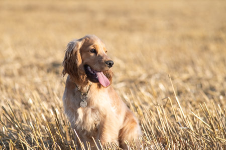 A beautiful cocker spaniel plays on the field.の写真素材