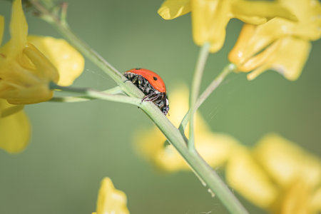 Ladybug on a yellow flower in the spring. Macro photography.