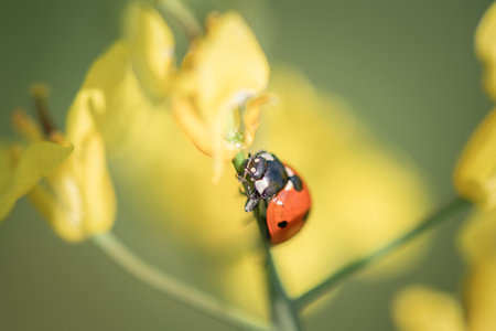ladybug on rape flower, macro photo with shallow depth of field