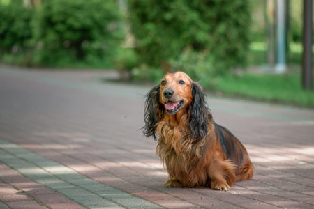 Portrait of a beautiful thoroughbred long-haired dachshund in a summer park.の写真素材
