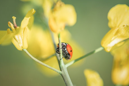 Ladybug on a rape flower, macro shot, shallow depth of field
