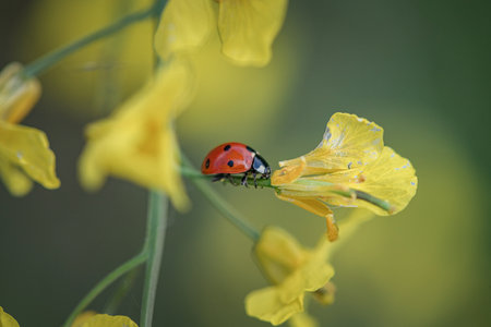 Ladybug on a rape flower in springtime, macro photography.