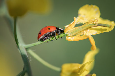 ladybug on a yellow flower, macro photo, nature series