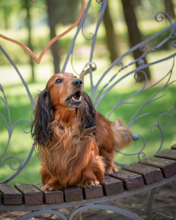 Portrait of a beautiful thoroughbred long-haired dachshund in a summer park.の写真素材