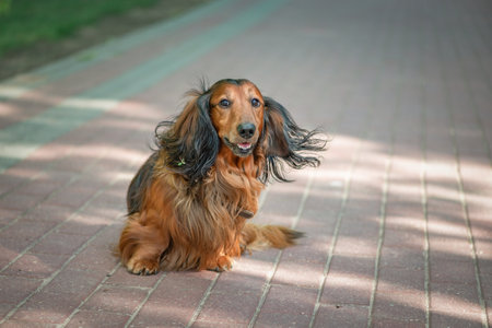 Portrait of a beautiful thoroughbred long-haired dachshund in a summer park.の写真素材
