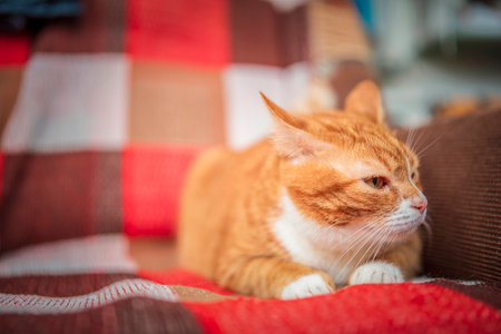 Portrait of a beautiful elderly ginger cat in a home studio.の写真素材