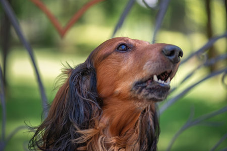 Portrait of a beautiful thoroughbred long-haired dachshund in a summer park.