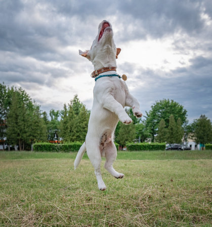 Jack Russell Terrier frolic jumping on the field.の写真素材