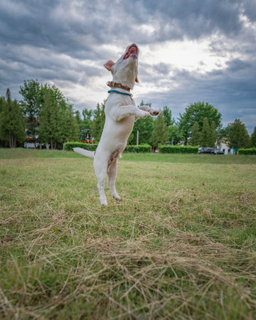 Jack Russell Terrier frolic jumping on the field.