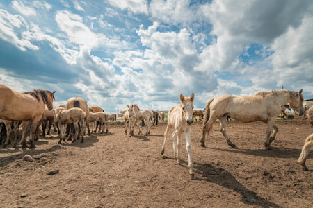 Horses stand in the farm yard on a sunny day.の写真素材