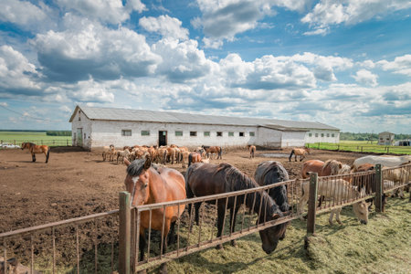 Horses stand in the farm yard on a sunny day.の写真素材