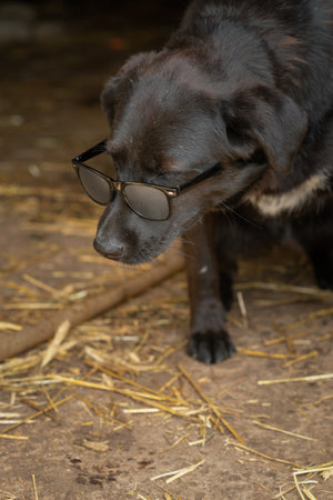 Black beautiful labrador on a farm with glasses.の写真素材