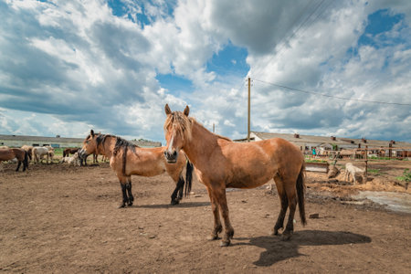 Horses stand in the farm yard on a sunny day.の写真素材