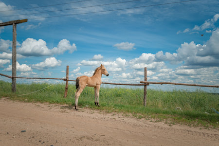 A young skinny foal is playing next to a farm.の写真素材