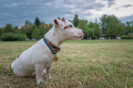 Beautiful thoroughbred Jack Russell Terrier on a walk on a leash on the lawn in the city..の写真素材