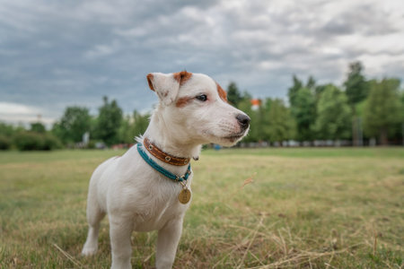 Beautiful thoroughbred Jack Russell Terrier on a walk on a leash on the lawn in the city..の写真素材