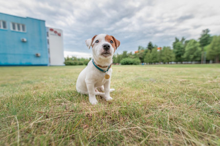 Beautiful thoroughbred Jack Russell Terrier on a walk on a leash on the lawn in the city..の写真素材