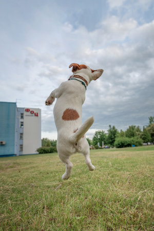 Beautiful thoroughbred Jack Russell Terrier on a walk on a leash on the lawn in the city..