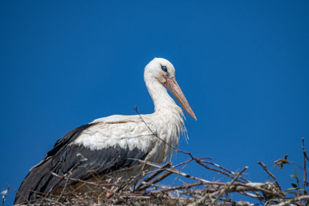 Close-up of a stork in a nest against a blue nab.