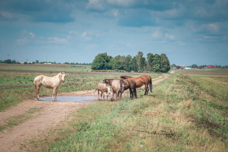 Horses graze in the field on a sunny summer day.の写真素材