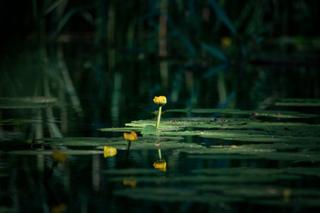 Nympha in a pond close-up. There is artistic noise.の写真素材