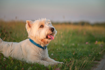 West Highland White Terrier on a walk on a summer evening.の写真素材