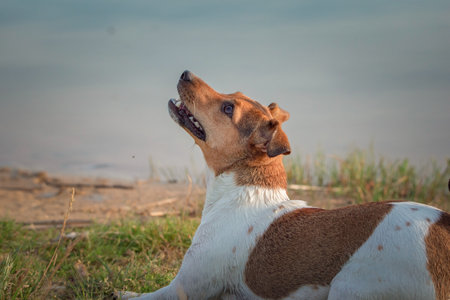 Jack russell terrier outdoors.