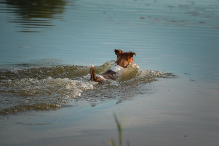 Beautiful Jack Russell Terrier playing in the lake.の写真素材