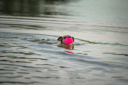 Beautiful Jack Russell Terrier playing in the lake.の写真素材