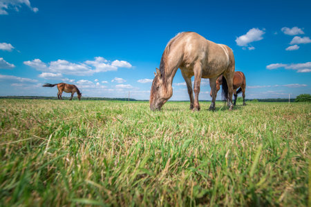 Horses graze in the meadow in the summer, in the afternoon on the ranch.の写真素材