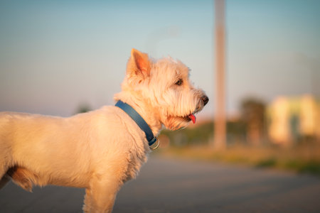 West Highland White Terrier on a walk on a summer evening.