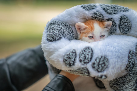 A small kitten wrapped in a blanket in the hands of a girl.