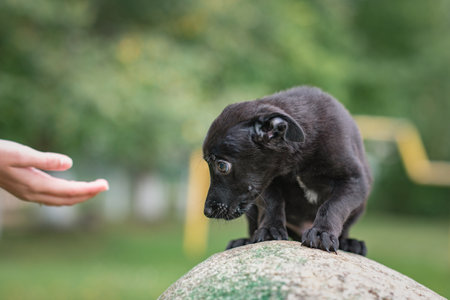 Portrait of a small black puppy in the park.の写真素材