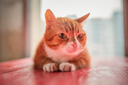 Portrait of a beautiful elderly ginger cat in a home studio.の写真素材