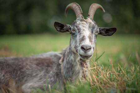 The village goat grazes in the field.の写真素材