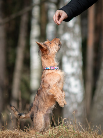Beautiful thoroughbred Yorkshire terrier on a walk in the park in summer.の写真素材