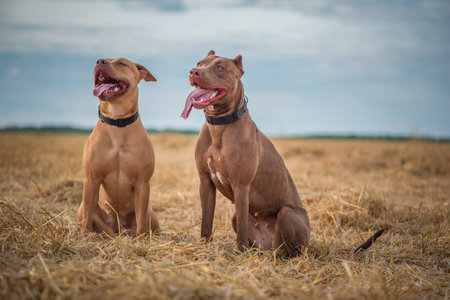Purebred American Pit Bull Terrier frolic on the field.