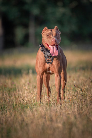 Portrait of a beautiful purebred American Pit Bull Terrier on a summer day in the park.の写真素材