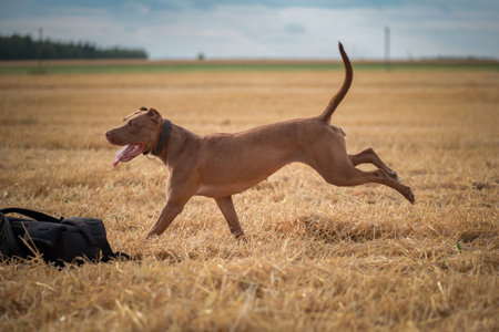 Purebred American Pit Bull Terrier frolic on the field.の写真素材
