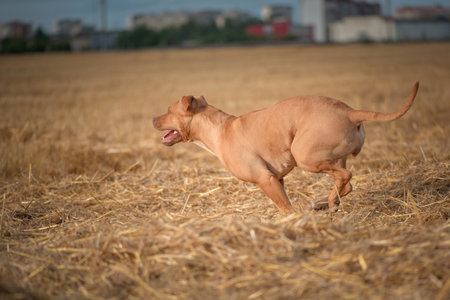 Purebred American Pit Bull Terrier frolic on the field.の写真素材