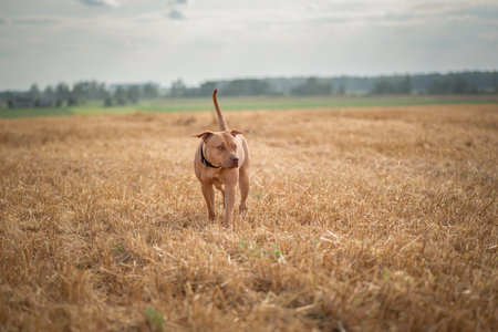 Purebred American Pit Bull Terrier frolic on the field.の写真素材