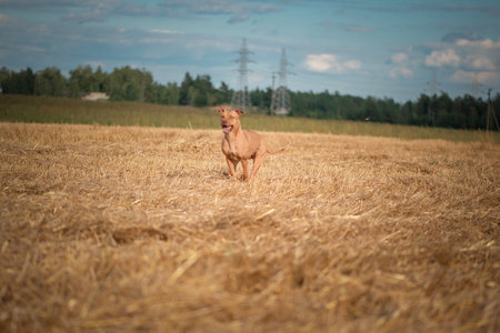 Purebred American Pit Bull Terrier frolic on the field.の写真素材