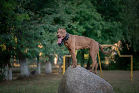Portrait of a beautiful purebred dog in the park in early autumn.の写真素材