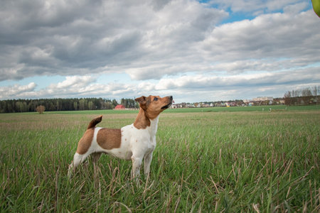Purebred Jack Russell Terrier on a walk in nature near the forest.