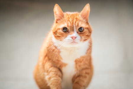 Portrait of a beautiful elderly ginger cat in a home studio.