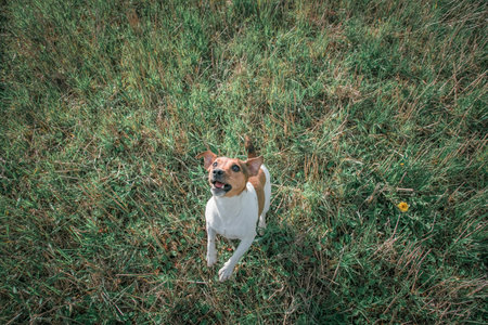 Purebred Jack Russell Terrier on a walk in nature near the forest.の写真素材