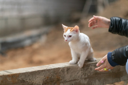 Beautiful white kitten with orange spots.の写真素材